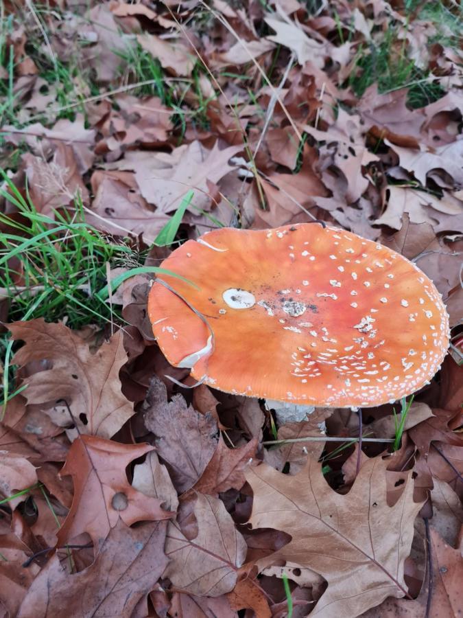 Venhorst'T Huske别墅 外观 照片